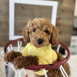 Yellow Boy - Cream male Goldendoodle puppy in Alamance County, North Carolina from Doodle Squad Puppies