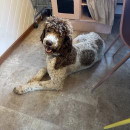 Bingley - Parti male Goldendoodle puppy in Lowville, New York from Adirondack Goldendoodles