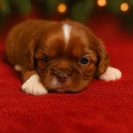 Shih Tzu Puppies from Shih Tzu snuggles