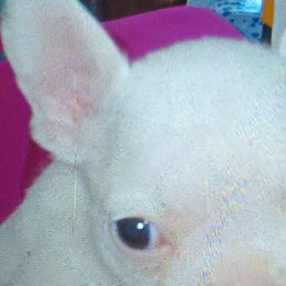 Boy 1 - Cream French Bulldog puppy in Colorado from Imperial Frenchies of Colorado