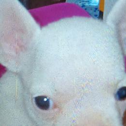 Boy 1 - Cream French Bulldog puppy in Colorado from Imperial Frenchies of Colorado