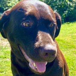 Twix - Labrador Retriever