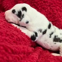 Harlequin Boy 1 - Harlequin male Great Dane puppy in Westville, Florida from Boulder View Danes