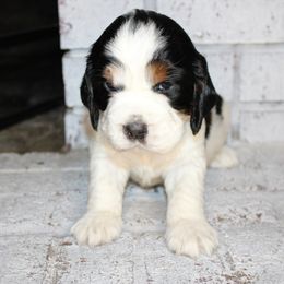Girl 1 - English Springer Spaniel puppy in Swainsboro, Georgia from Sweet Georgia Springers