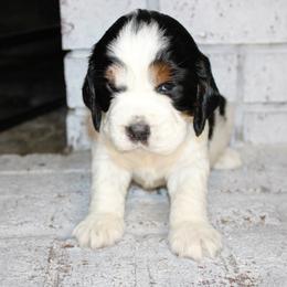 Girl 1 - English Springer Spaniel puppy in Swainsboro, Georgia from Sweet Georgia Springers