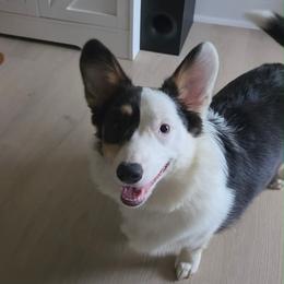 Bessie - Blue female Pembroke Welsh Corgi puppy in Upton, Kentucky from J & J Kennels