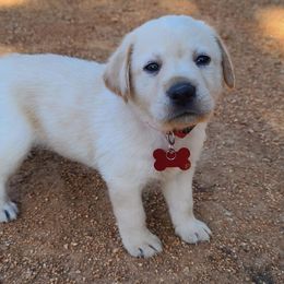 Labrador Retriever Puppies from Labrador Trails