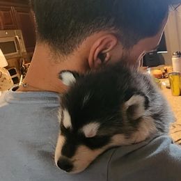 Pomsky Puppies from Peoria Pomskies
