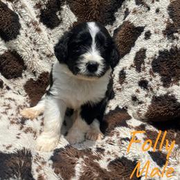 Folly - Black tri-color male Aussiedoodle puppy in Cleveland, Tennessee from C&S Kennels