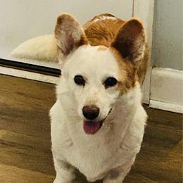 Oakley - Cardigan Welsh Corgi