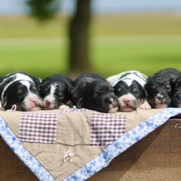 Bernedoodle puppies from Cooper Creek Puppies