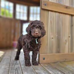 Teal- girl - Chocolate Goldendoodle puppy in Port Saint Lucie, Florida from Lucie Doodles FL