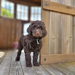 Teal- girl - Chocolate Goldendoodle puppy in Port Saint Lucie, Florida from Lucie Doodles FL