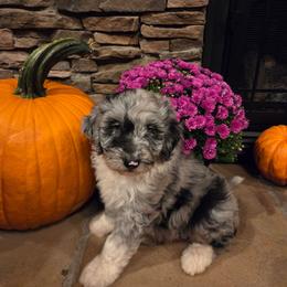 Boy 2 - Blue merle male Aussiedoodle puppy in Mouth Of Wilson, Virginia from Holly Ridge Aussies, Aussiedoodles & Corgis