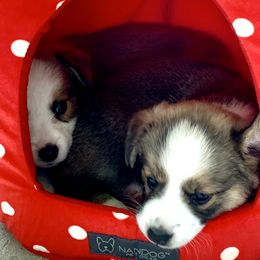 Cardigan Welsh Corgi Puppies from Penfro Corgis