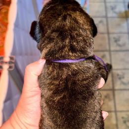 Lily - Brindle female Mastiff puppy in Carthage, Missouri from Mama’s Mastiffs