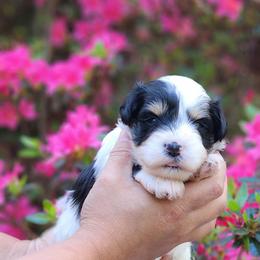Bailey girl - Parti female Miniature Schnauzer puppy in Trinity, Alabama from C&E'S Schnauzers