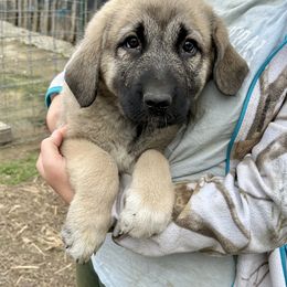 Enid - Fawn female Anatolian Shepherd Dog puppy in Williamsburg, Kentucky from Three Little Birds Farm