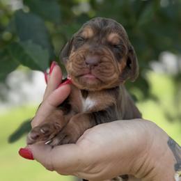 Red Collar - female Bloodhound puppy in Lynchburg, Virginia from Bloodhound Life