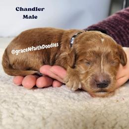 Chandler - Red  male Goldendoodle puppy in Peytno, Colorado from Grace N Faith Doodles