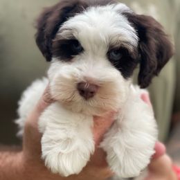 Finn - formerly known as Dionysus - Liver male Miniature Schnauzer puppy in Brundidge, Alabama from Deez Pups Magnificent Schnauzers