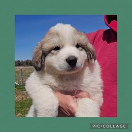 GALLAGHER- green collar - White and badger male Great Pyrenees puppy in Mikado, Michigan from Brittain Family Farm