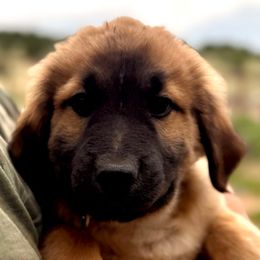Umberto- light blue - Tan male Colorado Mountain Dog puppy in Cotopaxi, Colorado from Once Upon A Moose (OUM)