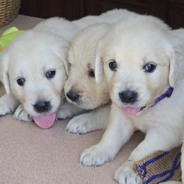 PURPLE COLLAR GIRL - Light golden female Golden Retriever puppy in Terre Haute, Indiana from Fiddle In Gold Retrievers