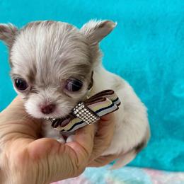 Olaf - Merle male Chihuahua puppy in Mesa, Arizona from Arizona Dream Chihuahuas