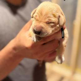Black Female - Yellow female Labrador Retriever puppy in Franklin, Virginia from Oak Hollow Retrievers