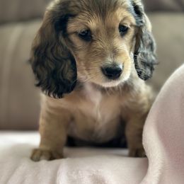 Dachshund Puppies from Southern Sash Doxies