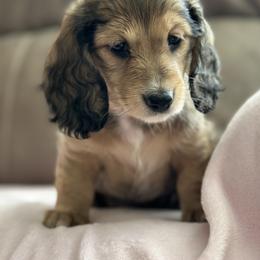 Dachshund Puppies from Southern Sash Doxies
