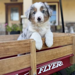 Jacob - Blue merle male Miniature Australian Shepherd puppy in Azle, Texas from Weston Family Farms