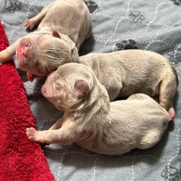 Lilac (masked) tan point 2 - Tricolors male French Bulldog puppy in Grafton, Ohio from K&J Frenchies