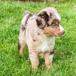 Miniature Australian Shepherds from Stonehill Aussies