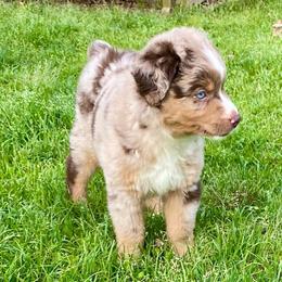 Miniature Australian Shepherds from Stonehill Aussies