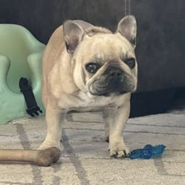 Ozzy - French Bulldog