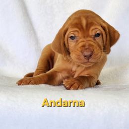Dragon 4 - Golden rust female Vizsla puppy in Kentucky from Willow Ridge Kennel