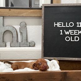 Rocket - Red male Dachshund puppy in Goodyear, Arizona from AZ Low Life Doxies