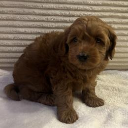 Pine - Apricot male Cavapoo puppy in Payson, Utah from Country Sky Doodles