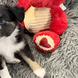 Sam Winchester - Black Toy Australian Shepherd puppy in Syracuse, Indiana from Klenke Toy Aussies