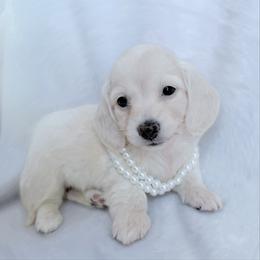 Zara - Cream female Dachshund puppy in Richmond, Virginia from Irresistible Dachshunds & Cavaliers