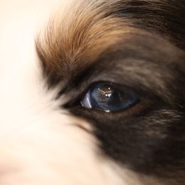 Australian Shepherd, Miniature American Shepherd, Miniature Australian Shepherd, and Toy Australian Shepherd Puppies from Painted Blue Aussies