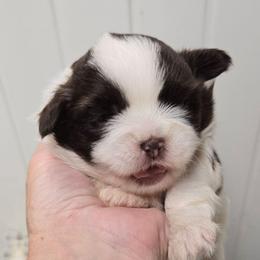 Jackson - Liver and white male Shih Tzu puppy in Carthage, Missouri from Cooley's Cuddle Pups