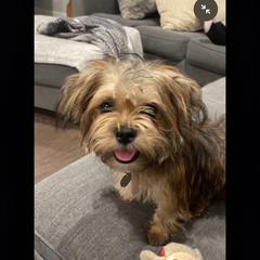 Shorkie All Grown Up from Wilson Kennel