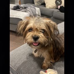 Shorkie All Grown Up from Wilson Kennel