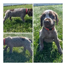 Jasper - Wirehaired Pointing Griffon puppy in Jerome, Idaho from Double R Griffons