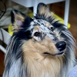 Daphne - Collie