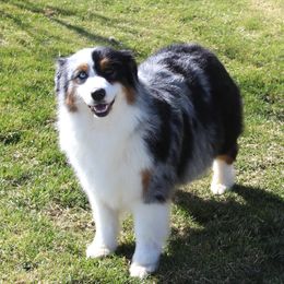 Patches - Australian Shepherd