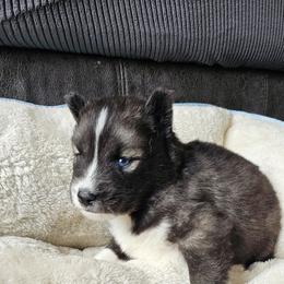 Ryan - Agouti and white male Siberian Husky puppy in Lakebay, Washington from Cascade Siberians